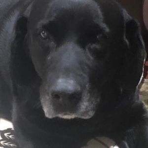 Meet your Posher, Gina